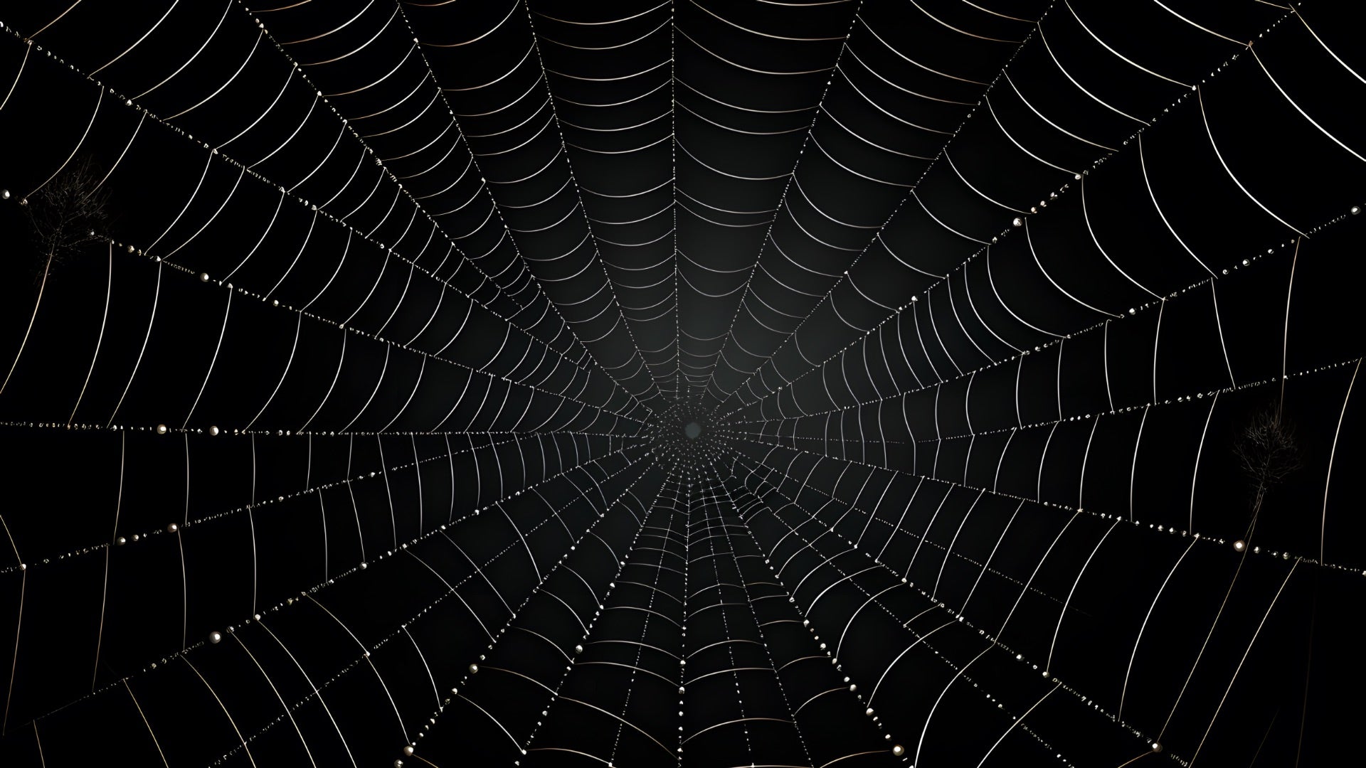 Spider Nest